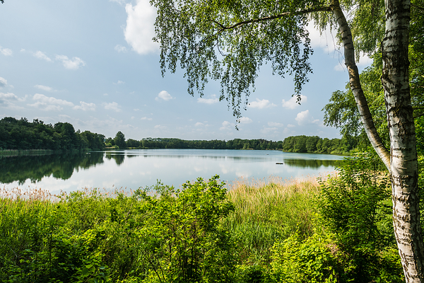 Blick auf den Jastorfer See, umgeben von dichtem Grün und Schilfgürteln. Eine Birke ragt in den Vordergrund, während sich der Himmel und die umliegenden Bäume auf der ruhigen Wasseroberfläche spiegeln.