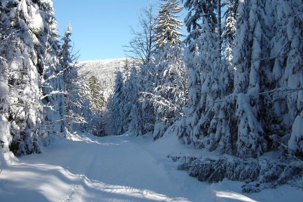 Ein gewalzter Weg führt durch eine Winterlandschaft, gesäumt von hohen, schneebedeckten Bäumen. Im Hintergrund leuchtet unter blauem Himmel der Winterwald im Sonnenschein.