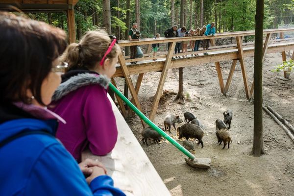 Wildschweingehege im Wildpark Mehlmeisel