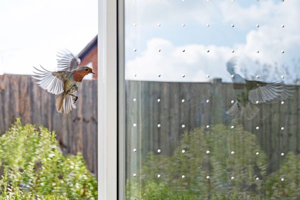 SEEN-Vogelschutzband