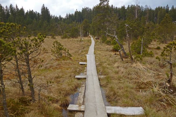 Der Brettleweg leitet über schmale Holzbohlen durch das Wiesfilz.