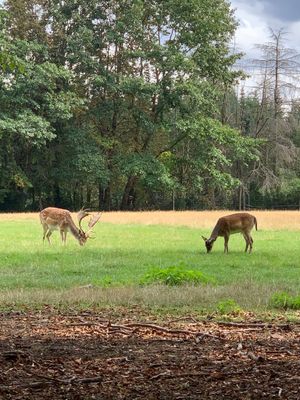 Damwild im Eulbacher Park
