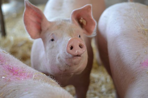 In den Laufställen können die Schweine ihren Spieltrieb ausleben