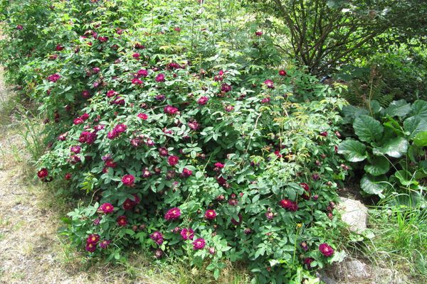 Rosa Gallica