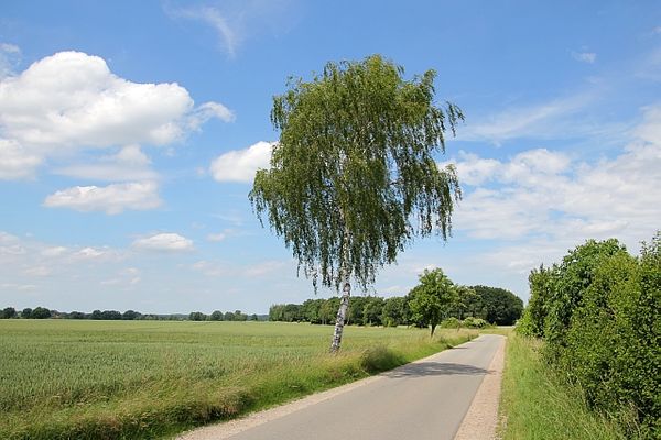 Eine Birke am Straßenrand auf dem Wirtschaftsweg zwischen Altenmedingen und Niendorf I.