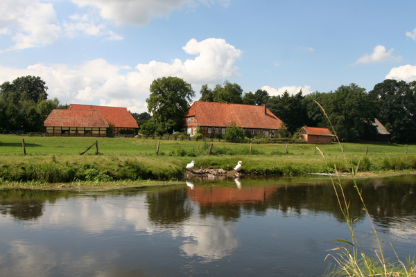Fachwerkhäuser mit roten Ziegeldächern in Klein Bünstorf, umgeben von grünen Wiesen, spiegeln sich in der Ilmenau. Zwei Schwäne ruhen am Ufer unter blauem Himmel.