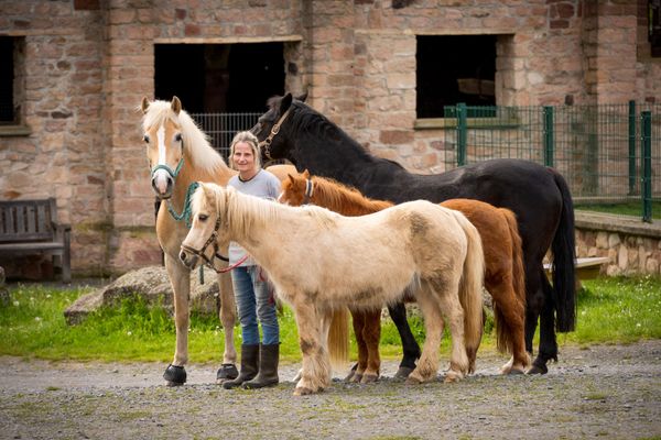 Ponys auf dem Hohenloher Hof