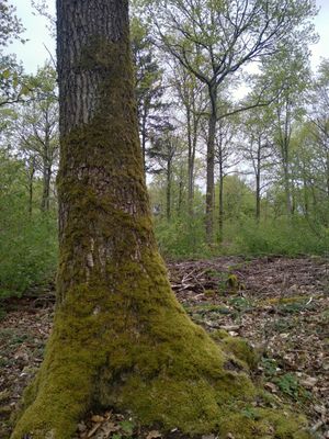 Retterner Mittelwald-Runde (Wandertipp Nr. 25-05)
