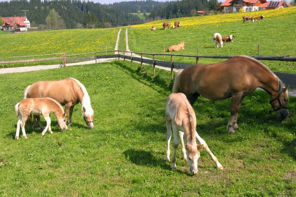 Wildsteig