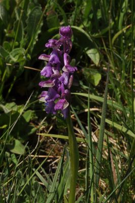 Knabenkraut (Orchidee)