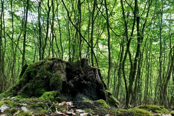 Baumstumpf im Wald