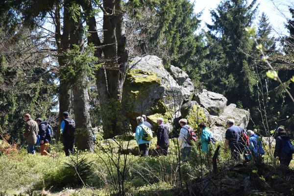 An einer moosbewachsenen Felsengruppe im Wald zieht eine Wandergruppe vorbei. Der schmale Weg führt sie zwischen dichten Heidelbeerstauden hindurch.