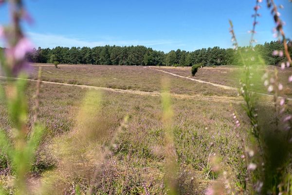 Heideblüte in der Klein Bünstorfer Heide bei Bad Bevensen.