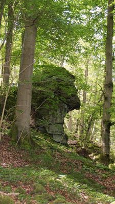 Ein großer Basaltfelsen steht haushoch im dichten Buchenwald an einem Hang. Die Form des Basaltriesens erinnert an den Kopf des Heinzemannes und heißt deshalb so.