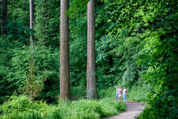 Bild des Datensatzes Exotenwald in Weinheim