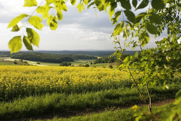 Der Blick geht in die Ferne  durch belaubte Äste hindruch, über ein üppig gelb blühendes Feld hinweg, auf sanft geschwungene Bergketten im Hintergrund. Die Wiesen und Felder sind saftig grün, es ist Ende Mai und er Himmel ist bewölkt und etwas dunkel, als ob es gleich einen sanften Landregen gäbe.