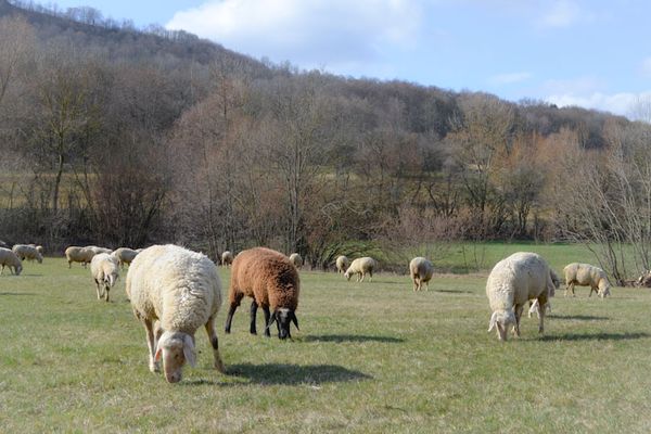 Landschaftspflege ohne Zäune und ohne Verbauung.
