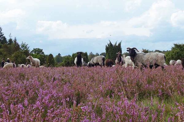 Heidschnucken im blühenden Heidekraut