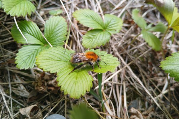 Wildbiene auf wilder Erdbeere