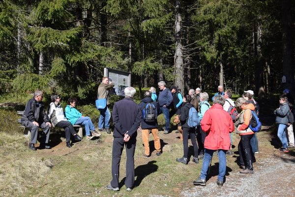 Vor einer Schautafel im Wald steht ein Wanderführer und erklärt einer größeren Gruppe eine Station im Wilden Waldgebirge. Die Gruppe lauscht aufmerksam.