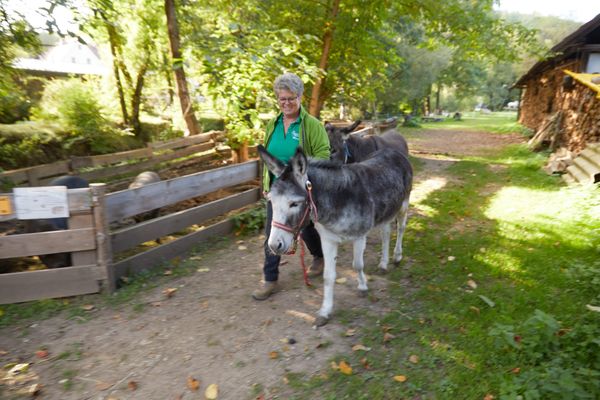 Frau führt Esel auf einem Bauernhof