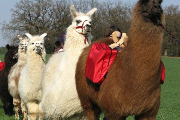 Frankenalb Lamas