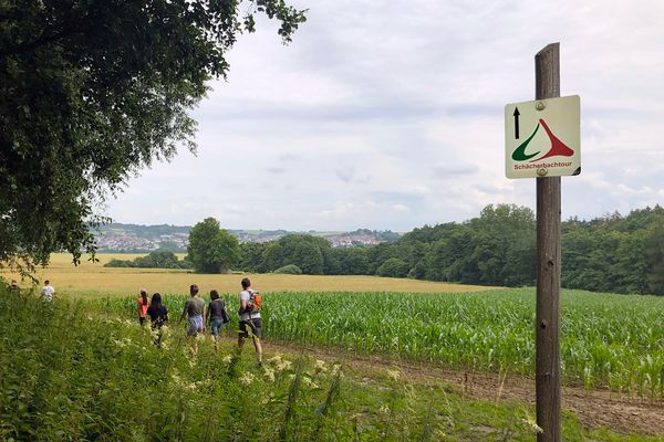 Eine kleine Gruppe Wanderer läuft entlang eines Maisfeldes durch die Wiesen. Im Hintergrund ist auf einem Höhenzug Homberg (Ohm) zu sehen. Im Vordergrund steht rechts ein Holzpfosten mit der Wegemarkierung der Schächerbachtour.