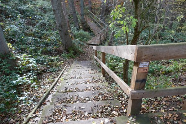 Bohlensteg auf dem Hirschgeweihweg mit Blättern bedeckt
