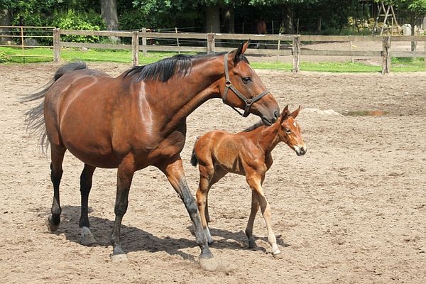 Ein Pferd und ein Fohlen auf einer Pferdekoppel
