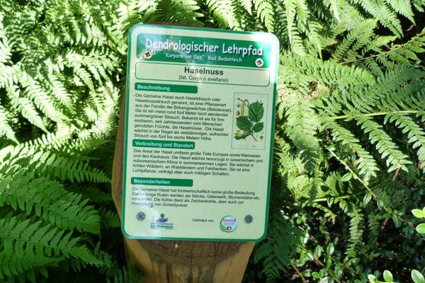 Informationstafel des Baumlehrpfads im Kurpark am See, umgeben von Farnen.