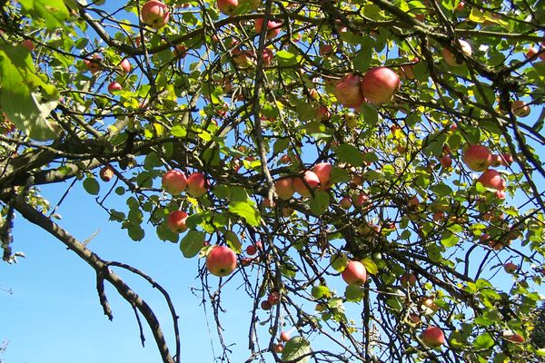 frische Äpfel im Baum - nicht im Supermarktregal