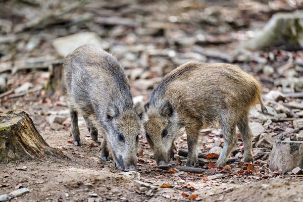 Wildpark Mehlmeisel - Wildschweine