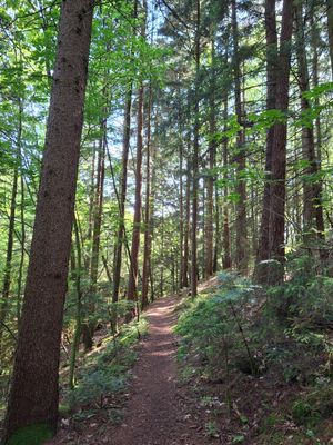 Ein Waldweg verläuft zwischen hohen Bäumen. Die Baumkronen werden von der Sonne beschienen.