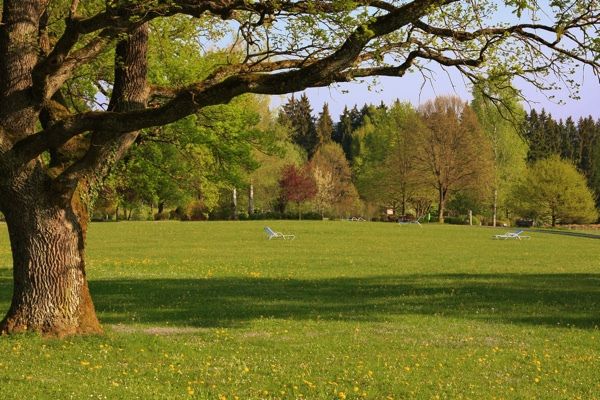 Der Betrachter steht im Park und blickt über eine weite Wiese und sieht alte Bäume.