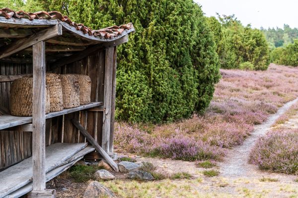 Bienenzaun mit blühender Heide in Ellerndorf