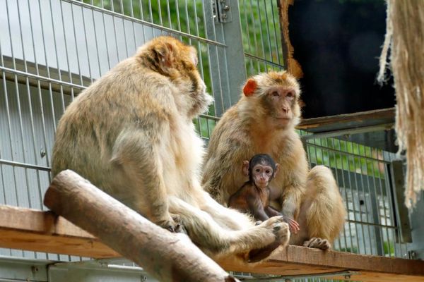 Berberaffen mit Baby im Bergtierpark Erlenbach