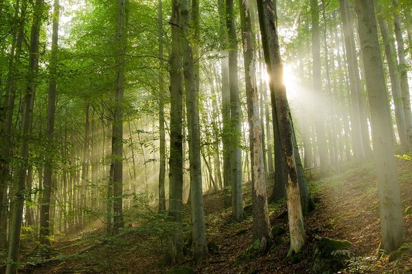 Teil vom Waldgebiet Badleite bei Bad Berneck