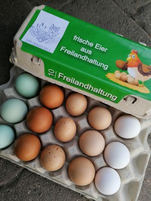 Eier der happyodenwaldranch
