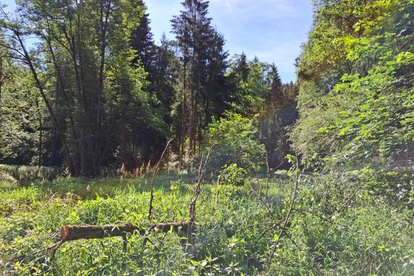 Unter sonnigem Himmel wachsen dichte Gräser vor einem Laubwald. Ein umgestürzter Baum liegt im hohen Gras.