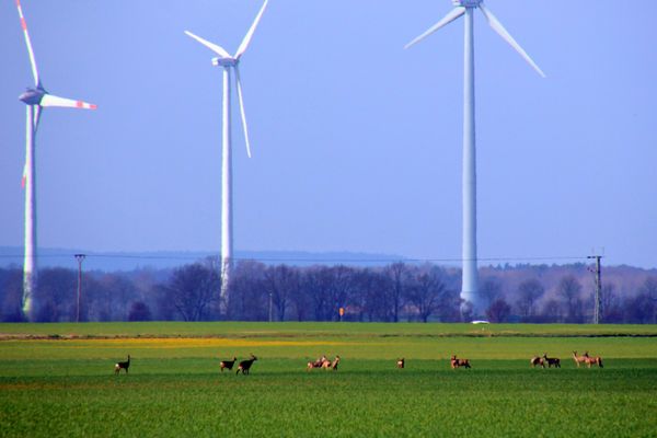 Mehrere Rehe stehen auf einer grünen Ackerfläche bei Molbath im Landkreis Lüchow-Dannenberg. Im Hintergrund begrenzen Baumreihen die Landschaft, darüber sind Windenergieanlagen sichtbar. Der Himmel ist hell und leicht dunstig.