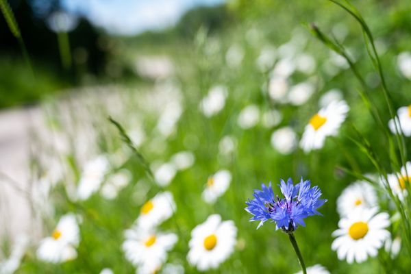 Landau-an-der-Isar_Renaturierung_2021_original_Daxl-Eiglsperger_DSC_7396