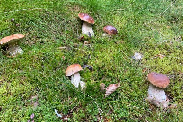 Steinpilze sammeln