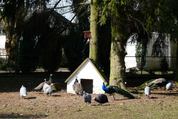 Groß-Rohrheimer Vogelpark