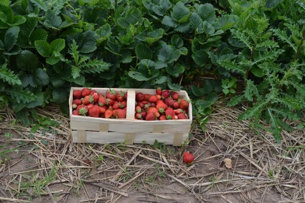 Die Erdbeeren werden erst geerntet, wenn sie wirklich reif sind.