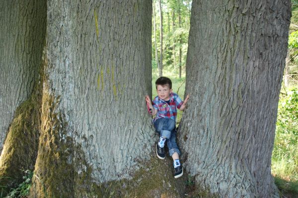 Spielbaum