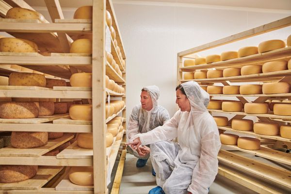Blick zwischen zwei lange und hohe Holzregale mit vielen runden, gelblich-orangen Käselaibern. Im Gang sitzt kniend ein Paar in weißen Hygiene-Schutz-Anzügen und schaut interessiert in das unterste Fach des linken Regales.