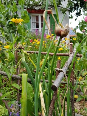 Lenis Selbstversorgergarten