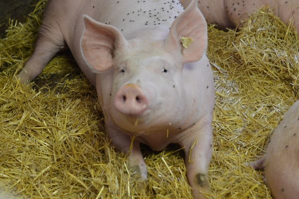 Schweine gehören zu den klügsten Säugetieren der Welt