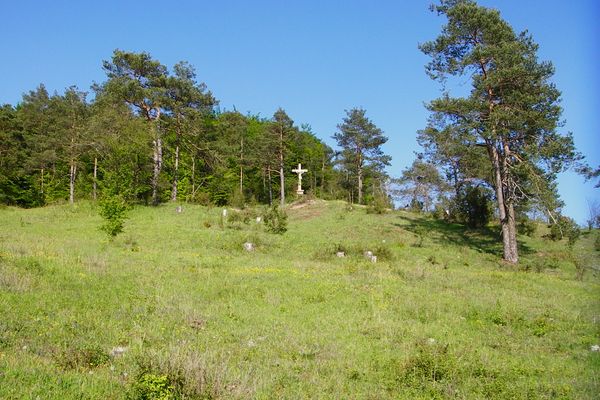 Kiefern am Simonsberg