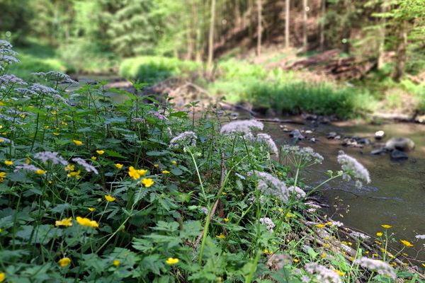 Vorn blühendes, grasiges Ufer mit weißen und gelben Blüten. Dahinter der Perlbach. Im Hintergrund, unscharf zu sehen, ein sonniger Wald.